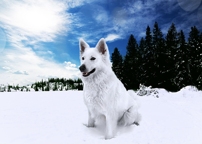 Weißer Hund im weißem Schnee